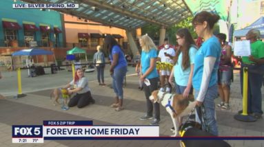 FOX 5 Zip Trip Silver Spring: Forever Home Friday
