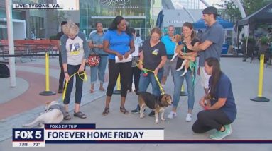 FOX 5 Zip Trip Tysons: Forever Home Friday