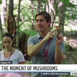 Mushrooms Are Having a Moment. How Healthy Are They? | NBC4 Washington