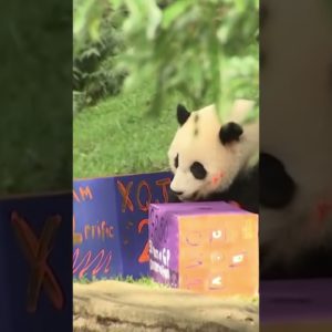 National Zoo Panda Cub Turns 2