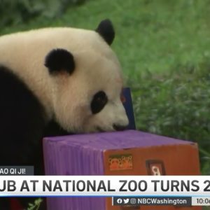 National Zoo's Panda Cub Turns 2 | NBC4 Washington