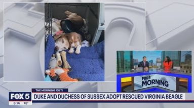 Prince Harry and Meghan Markle adopt rescued Virginia beagle | FOX 5 DC