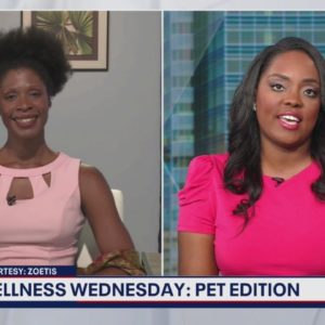 Tips to help your pet deal with common skin problems | FOX 5 DC