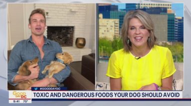 Toxic and dangerous Foods your dog should avoid