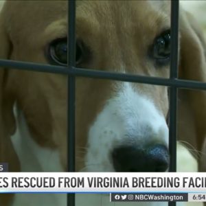 Final Beagles Rescued From Virginia Breeding Facility | NBC4 Washington