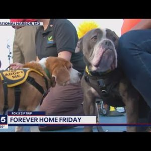 FOX 5 Zip Trip National Harbor Finale: Forever Home Friday