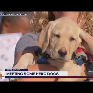 FOX 5 Zip Trip National Harbor Finale: Learning all about Hero Dogs