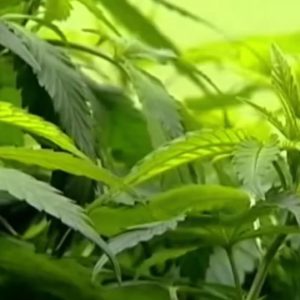 Maryland Voters to Decide on Recreational Marijuana Legalization | NBC4 Washington