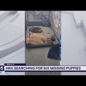 Humane Rescue Alliance searches for puppies stolen from DC foster home | FOX 5 DC
