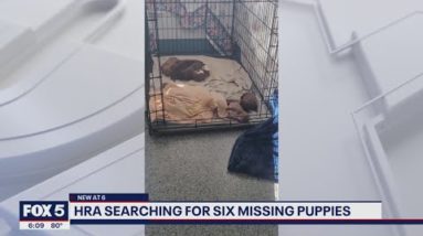 Humane Rescue Alliance searches for puppies stolen from DC foster home | FOX 5 DC