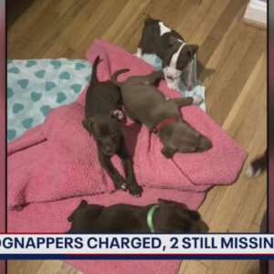 DC couple charged with animal cruelty after stealing, selling foster dogs
