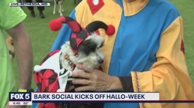 Checking out Hallo-Week at Bark Social