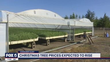 Christmas trees expected to be up in price this year