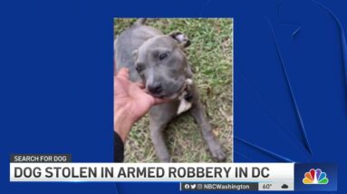 Dog Stolen in Armed Robbery | NBC4 Washington