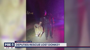 Escaped donkey reunited with owner in Stafford County | FOX 5 DC