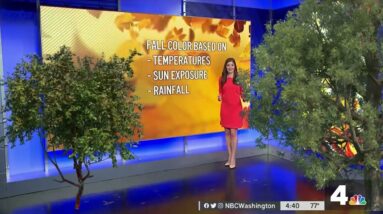 How Changing Climate Affects Fall Foliage | NBC4 Washington