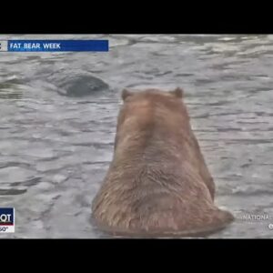 LIKE IT OR NOT: Fat Bear Week | FOX 5 DC
