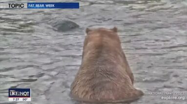 LIKE IT OR NOT: Fat Bear Week | FOX 5 DC