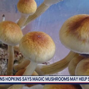 Magic mushrooms may help smokers quit, researchers say | FOX 5 DC