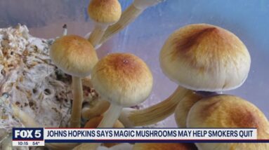 Magic mushrooms may help smokers quit, researchers say | FOX 5 DC