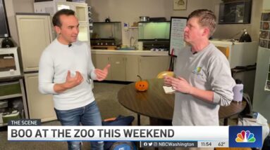 National Zoo's Boo at the Zoo Is This Weekend | NBC4 Washington
