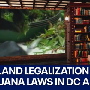 In The Courts Marijuana Special: Explaining Maryland's Question 4 & current laws in DC and VA
