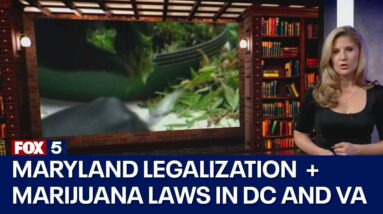 In The Courts Marijuana Special: Explaining Maryland's Question 4 & current laws in DC and VA