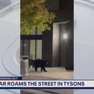 Bear seen roaming the streets of Tysons | FOX 5 DC