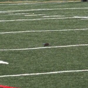 Rat streaks across the field at a DC high school football game