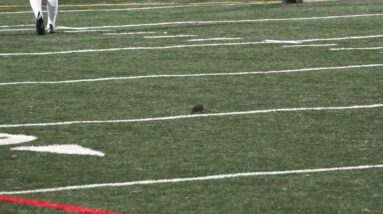 Rat streaks across the field at a DC high school football game