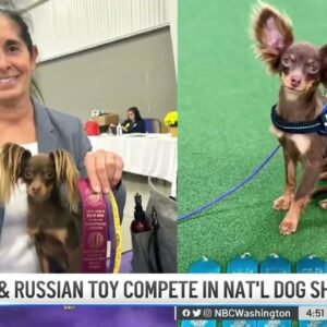 Russian Toy Jonas Trains to Bring National Dog Show Win Home to Maryland | NBC4 Washington