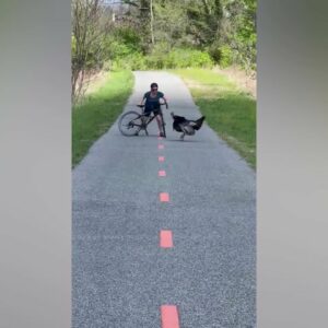 Video shows turkey harassing biker on Anacostia Riverwalk Trail