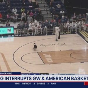 Dog interrupts GW and American basketball game | FOX 5 DC