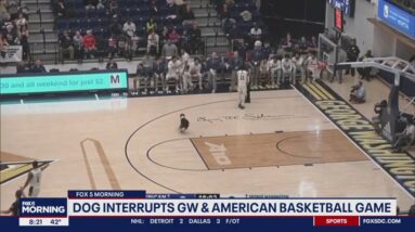 Dog interrupts GW and American basketball game | FOX 5 DC
